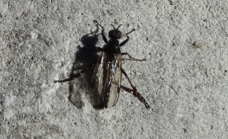 Bibio sp. - Bibionidae